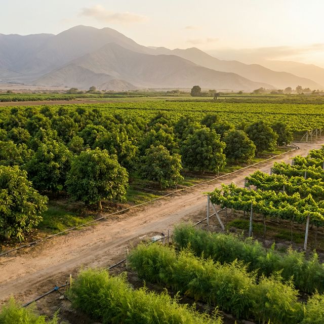 Cultivos de exportación en Cañete